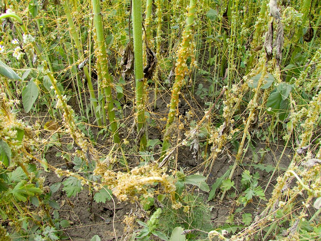 Cuscuta